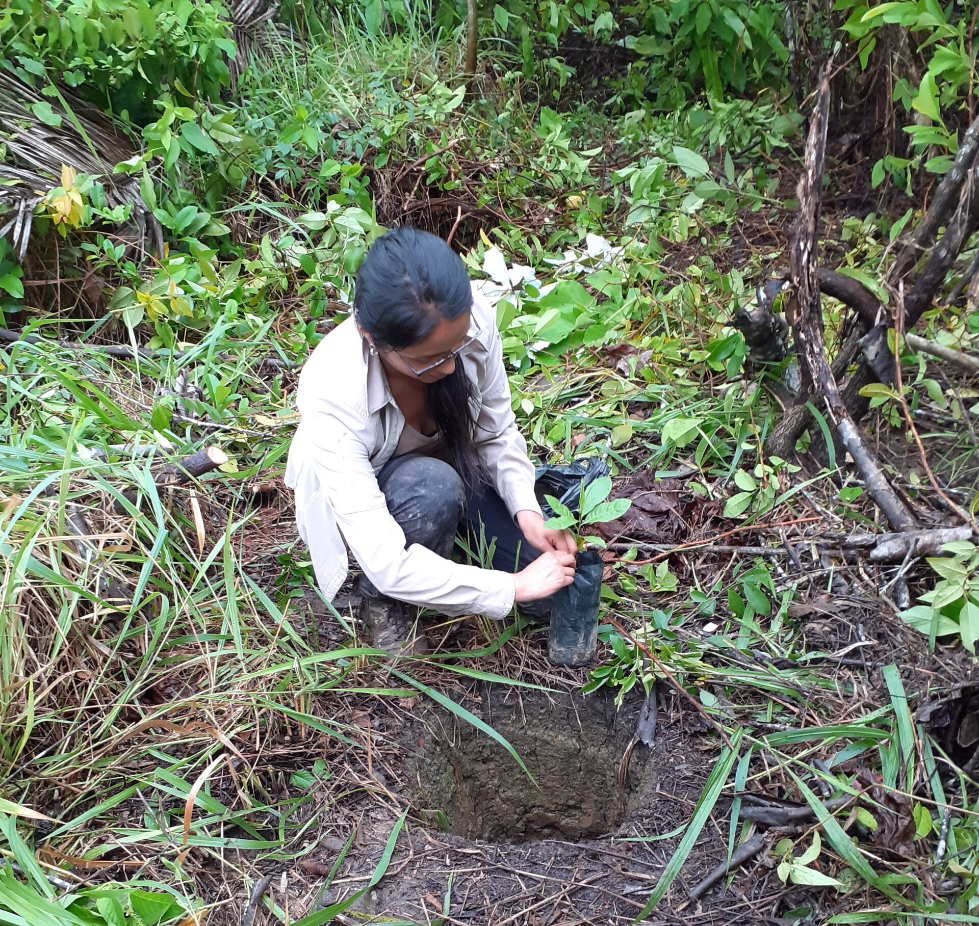 Reforestation area