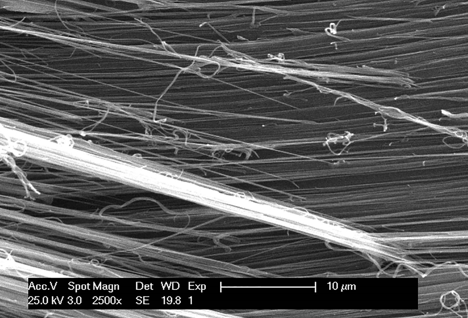 Arapaima gigas scale SEM