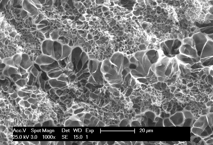 Chitosan hydrogel SEM