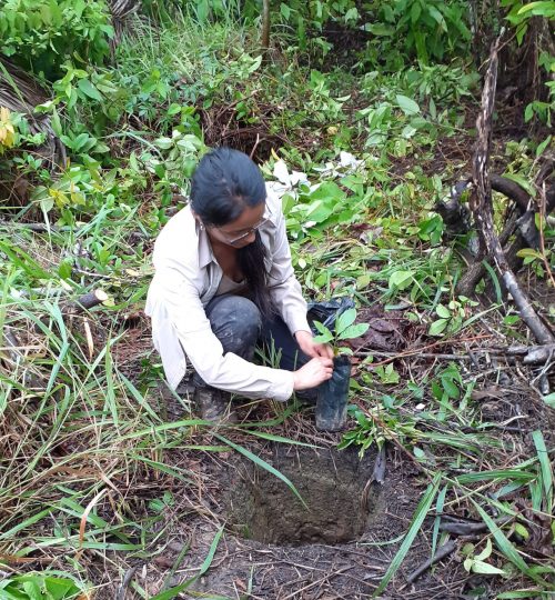 Reforestation area