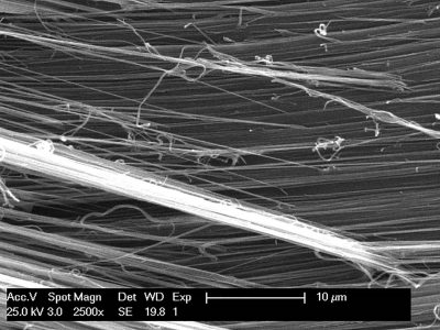 Arapaima gigas scale SEM Arapaima gigas scale SEM