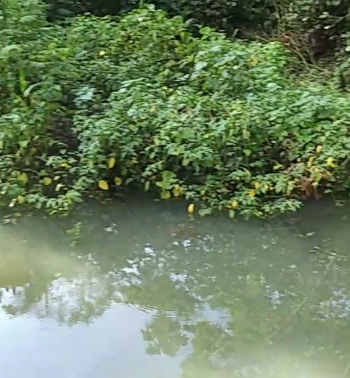 Artificial pond