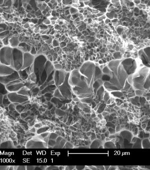 Chitosan hydrogel SEM Chitosan hydrogel SEM
