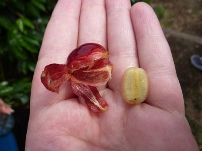 Coffee seeds Coffee seeds