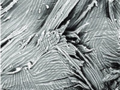 Thevetia peruviana SEM Thevetia peruviana SEM