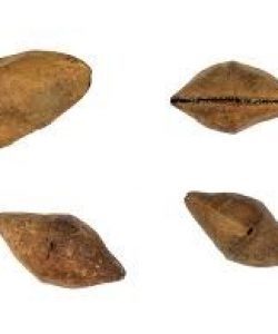 Thevetia peruviana Thevetia peruviana